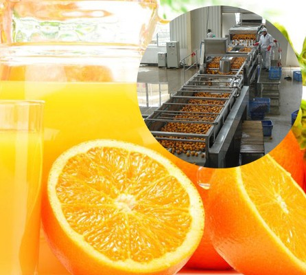 Automatic Fruit Orange Juicer / Mango Juice Extractor