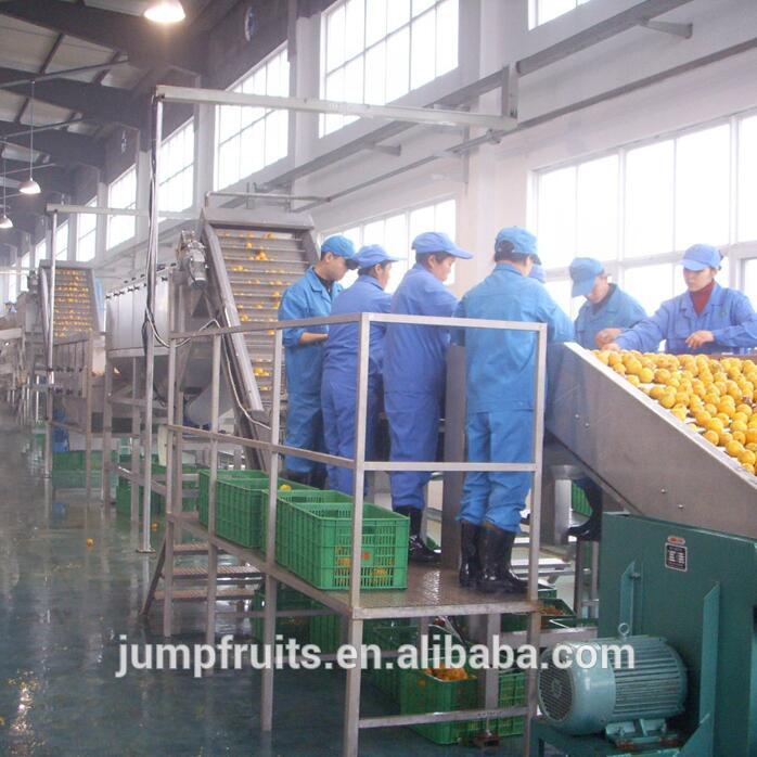 Industrial Stainless Steel 304 Fruit Sorting Machine