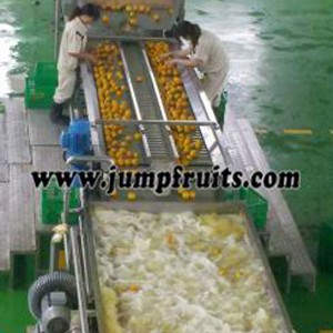 Navel orange, citrus, grapefruit, lemon processing machine and production line