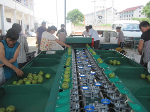 Multifunctional Intelligent Fruit Weighing And Sorting Grading Machine