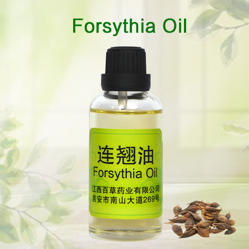 Fàbrica d'extractes vegetals a l'engròs oli essencial de forsythia natural orgànic
