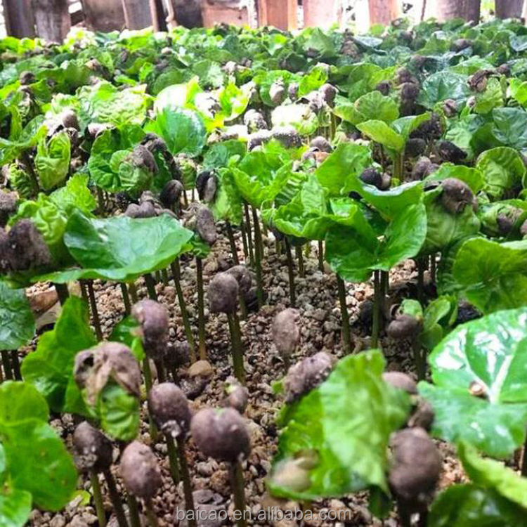 Wholesale pure and natural organic Asarum oil