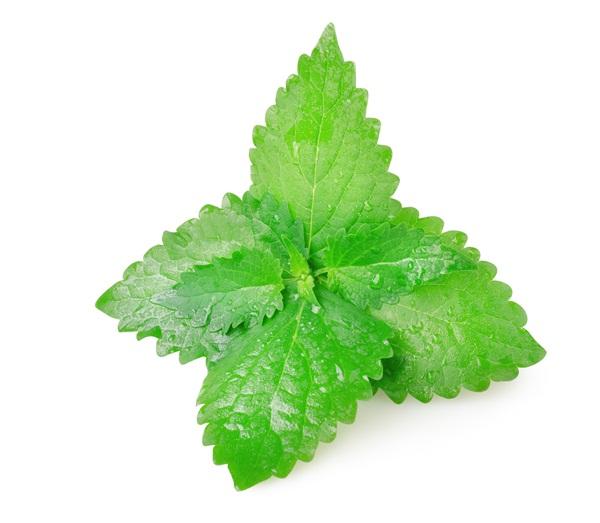 8006-90-4 Peppermint Oil Peppermint Essential Oil Cosmetic