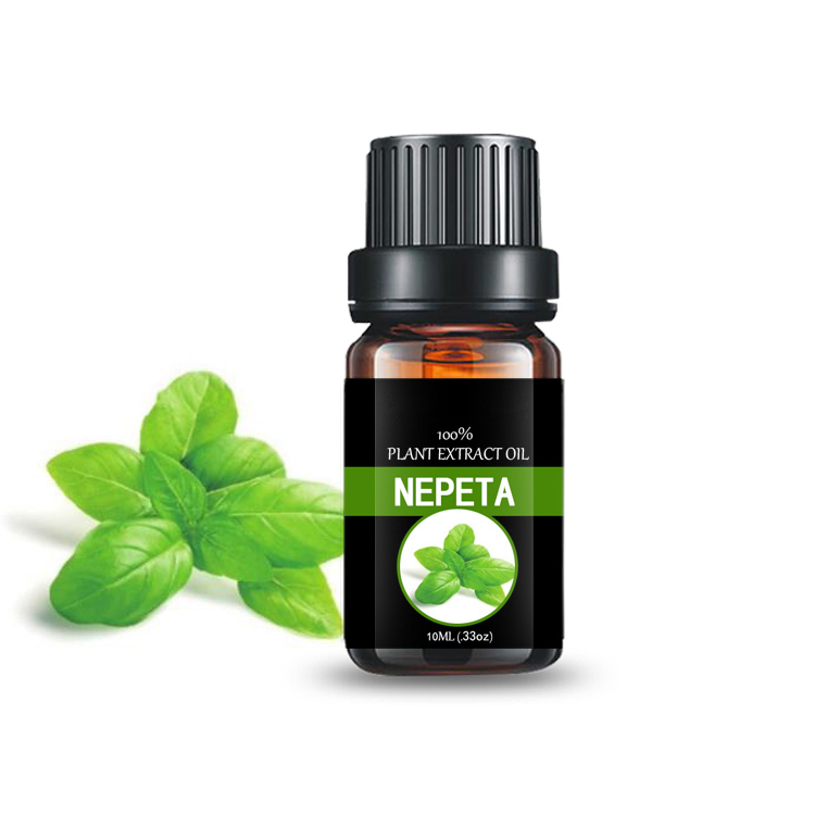 Nepeta oil bulk  organic Schizonepeta oil essential oil