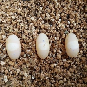 Lettiera di vermiculite per l'incubazione di uova di rettili