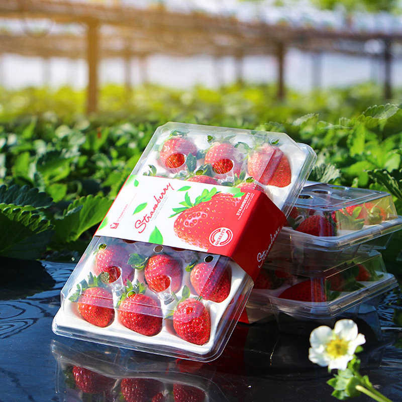 Kotak Plastik Multi Gaya Kotak Strawberry Wadah Makanan Plastik Bening Kecil
