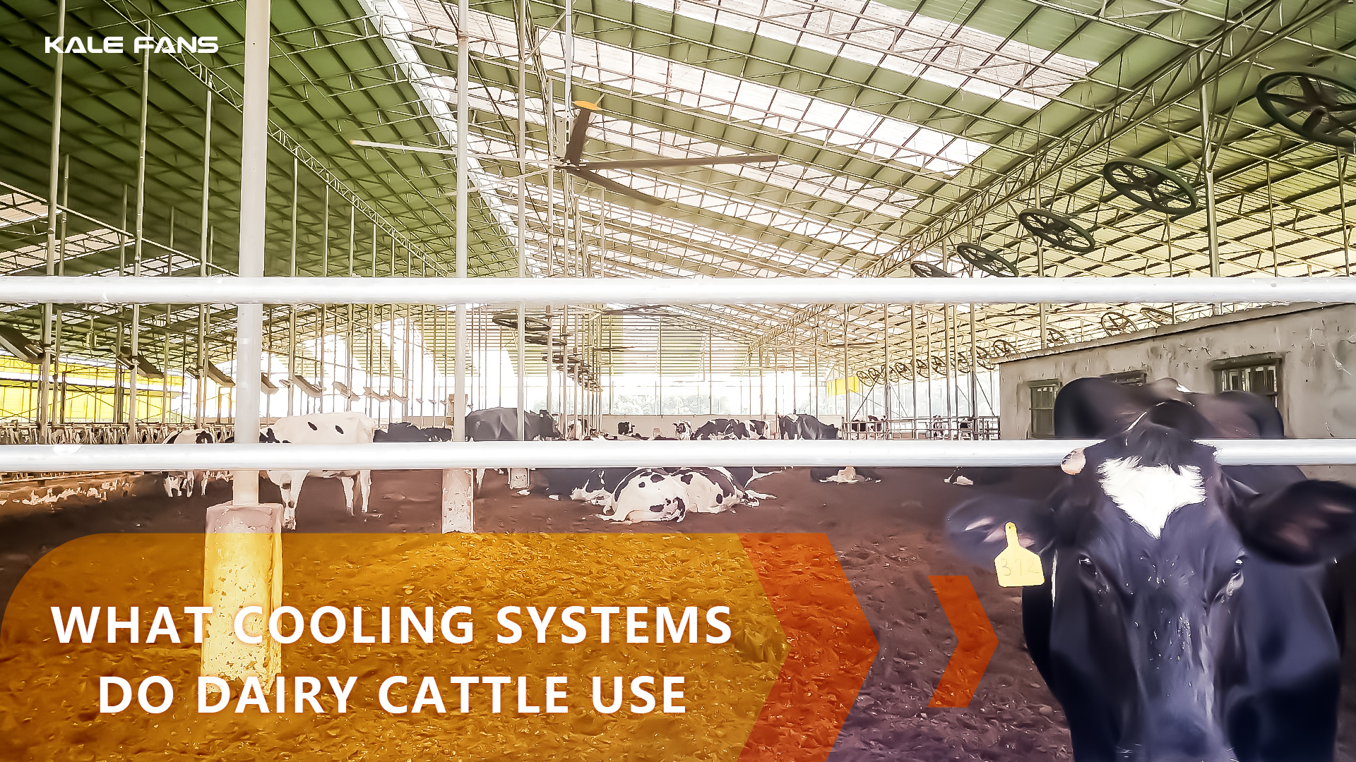 What Cooling Systems Do Dairy Cattle Use