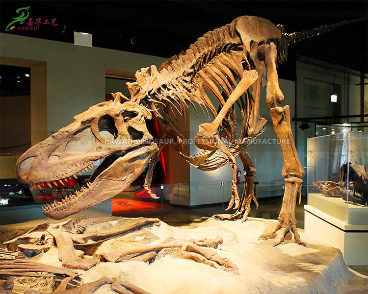 عجائب گھر نمائش SR-1802 کے لیے ڈایناسور کا سامان T-Rex کھوپڑی کی نقل مکمل سائز