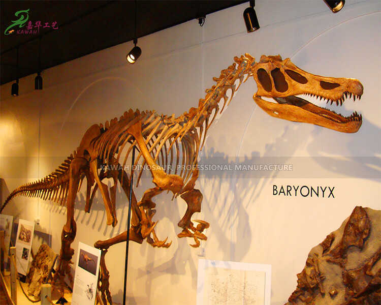 Makers dinozò Fiberglass Life Size Baryonyx replike fosil kilè eskèlèt dinozò pou mize andedan kay la SR-1805