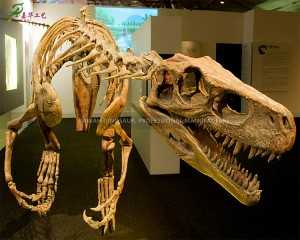 Dinozauru mašīnas Herrerasaurus fosilā dzīvā izmēra dinozaura skeleta kopija iekštelpu izstādei SR-1812