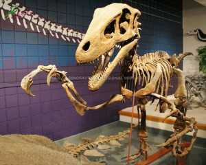 Fiberglass Dinosaur Museum Equipment Dinosaur Skull Replica Deinonychus Fossil for Science Museum