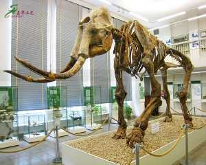 Repliki szkieletu zwierzęcego z włókna szklanego Symulacja kości mamuta do ekspozycji muzealnej SR-1820