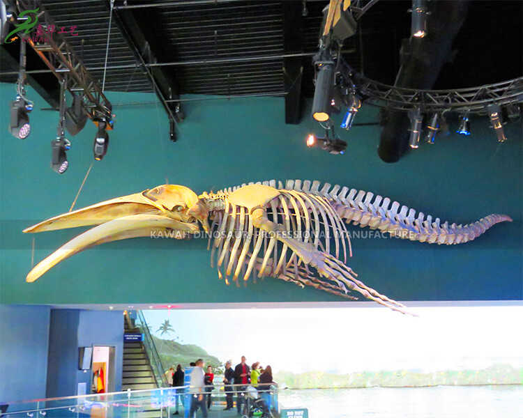 Afọwọṣe Giant Dinosaur Animal Replicas Simulation Humpback Whale Replica for Science Museum SR-1810