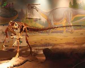 Wirjiet ta 'ġewwa Fiberglass Deinonychus Fossil Dinosaur Skeleton Replica għal Dinosaur Museum SR-1808