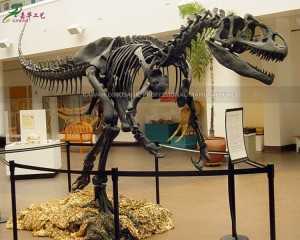 Museum handgemaakte Allosaurus Replika Dinosourus Skedel Replika Veselglas Fossiele Dinosourus vir Onderwys SR-1813