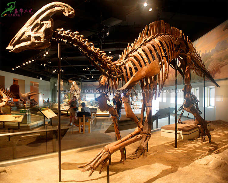 Museum Dinosaur Theme Fiberglass Realistic Skeleton Parasaurolophus Replica for Indoor Education SR-1818