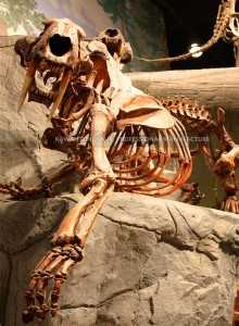 Testreszabott kövületek Kövek Dinoszaurusz Természetes Machairodus Fosszília a Tudományos Múzeum számára SR-1806