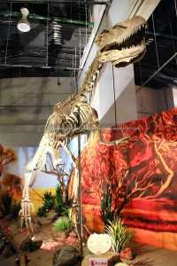 ຜູ້ຜະລິດໄດໂນເສົາ Fiberglass Life Size Baryonyx Replica Dinosaur Skeleton Fossil for Indoor Museum SR-1805