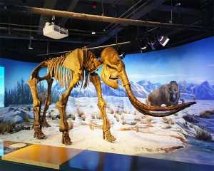 Fiberglass Animal Skeleton Replicas Simulation Mammoth Bone for Museum Whakaatu SR-1820