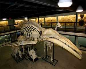 Eskuz egindako dinosaurio erraldoien animalien erreplikak simulazioko balea konkorren erreplika Zientzia Museorako SR-1810