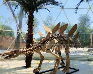Zigong Dinosaur Supplier Artifiċjali Stegosaurus Fossil Dinosaur Skeleton Replica għal Wirjiet ta 'barra SR-1811