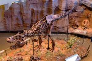 Tagħmir tad-Dinosawri T-Rex Skull Replica Daqs Sħiħ għall-Wirja tal-Mużew SR-1802