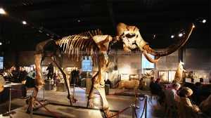 Réplicas de esqueleto animal de fibra de vidro hueso de mamut de simulación para exhibición de museo SR-1820