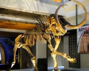 Fibra de vidro Réplicas de esqueleto de animal Simulação de osso de mamute para exibição em museu SR-1820
