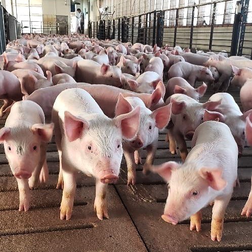 Вы все еще выращиваете свиней на бетонном полу?