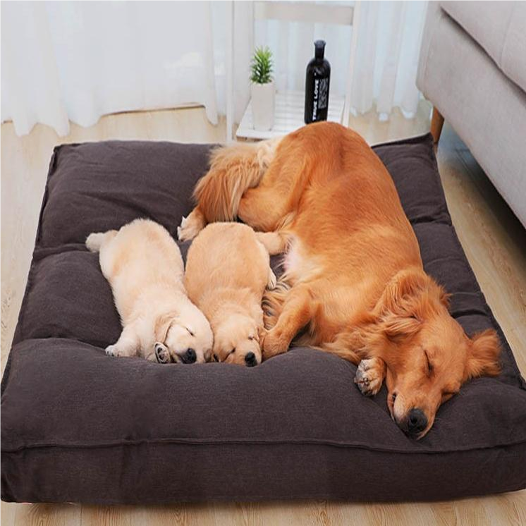 מה שאתה צריך לדעת על מיטות לכלבים