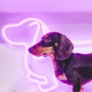 Σκύλος Dachshund neon art από την Custom Neon®