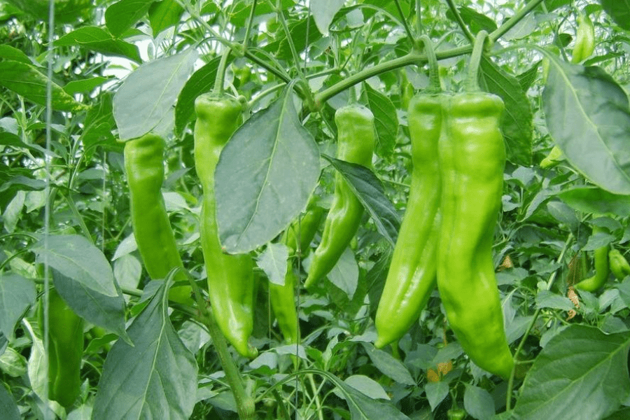 Effects of plant growth regulators on pepper
