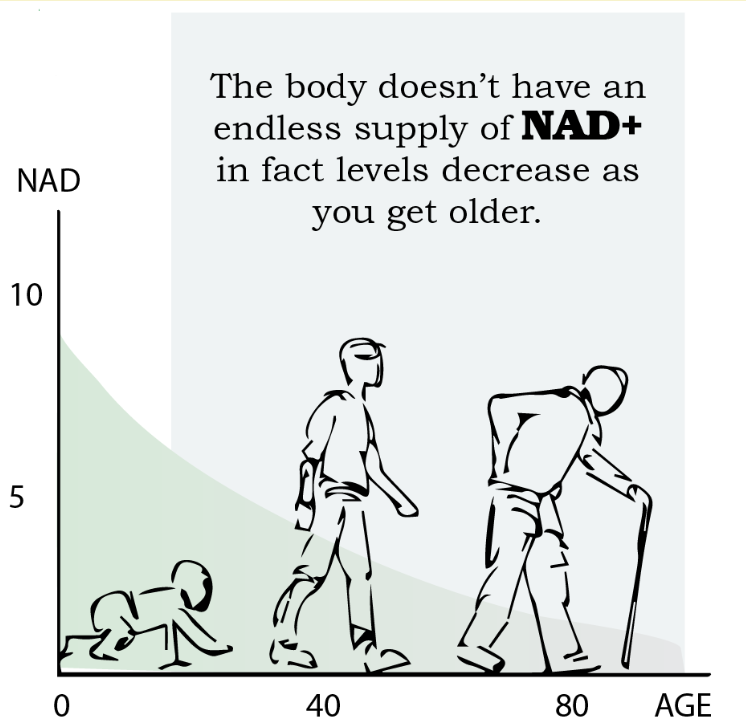 NAD + کیا ہے اور کیا یہ واقعی بڑھاپے کو 'ریورس' کر سکتا ہے؟