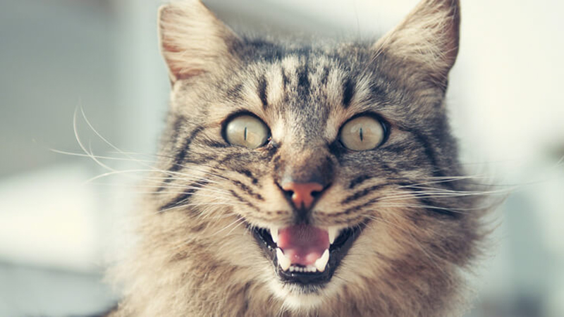 Η γάτα σας γελάει μαζί σας;