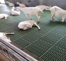 Вівця коза ПВХ ПП пластикова рейкова підлога (1)2000