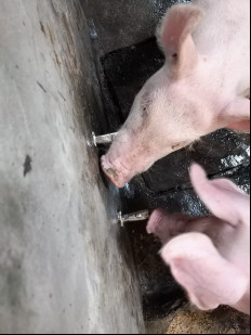 सूअरों को निप्पल, कटोरी या ट्रफ वॉटरर के माध्यम से पानी दिया जा सकता है।4803