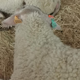 Lammas vuohi muovikorvamerkki lammas (1)1201
