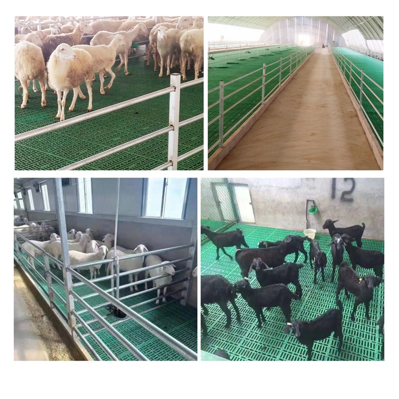 बकरी फार्म फर्श के लिए नए प्रकार के पशुपालन उपकरण बकरी भेड़ उच्च प्रभाव प्लास्टिक स्लेट फर्श