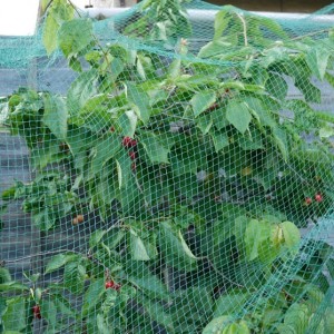 Rede de cobertura de pomar ajuda no crescimento de frutas e legumes