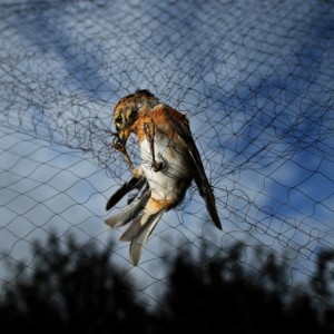 Rede anti-pássaros para pomar e fazenda