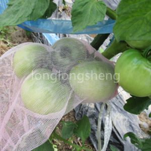 Rete anti-insetti per a piantazione di tomate / frutta è verdura