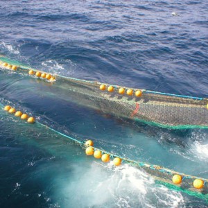 Schleppnetz Hiagh-Qualität zum Fischfang