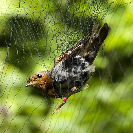 Anti-Bird Net For Orchard and Farm