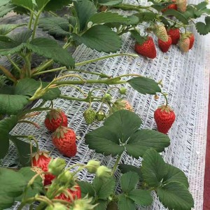 Erdbeer-Stützabdeckung zum Schutz des Netzes