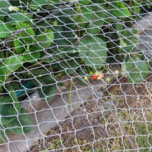 Cobertura de suporte de morango protege rede