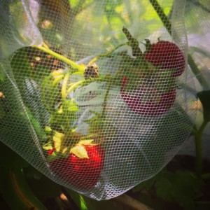 Erdbeer-Stützabdeckung zum Schutz des Netzes