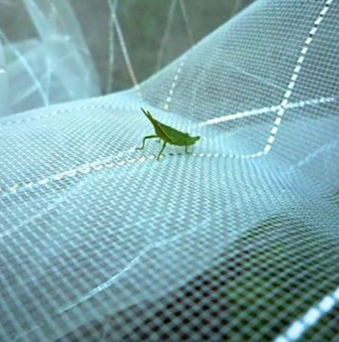What should be paid attention to when the insect net is used in summer?
