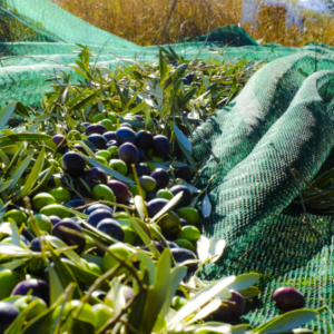 Segondè Kalite Chire Rezistan Oliv / Nwa Harvest Net