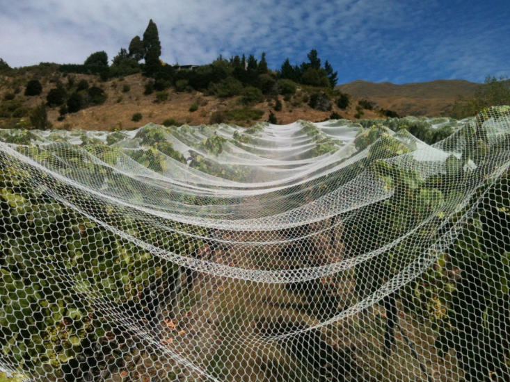 Das Aufstellen von Vogelnetzen ist eine wichtige Maßnahme, um Vogelschäden in Weinbergen vorzubeugen