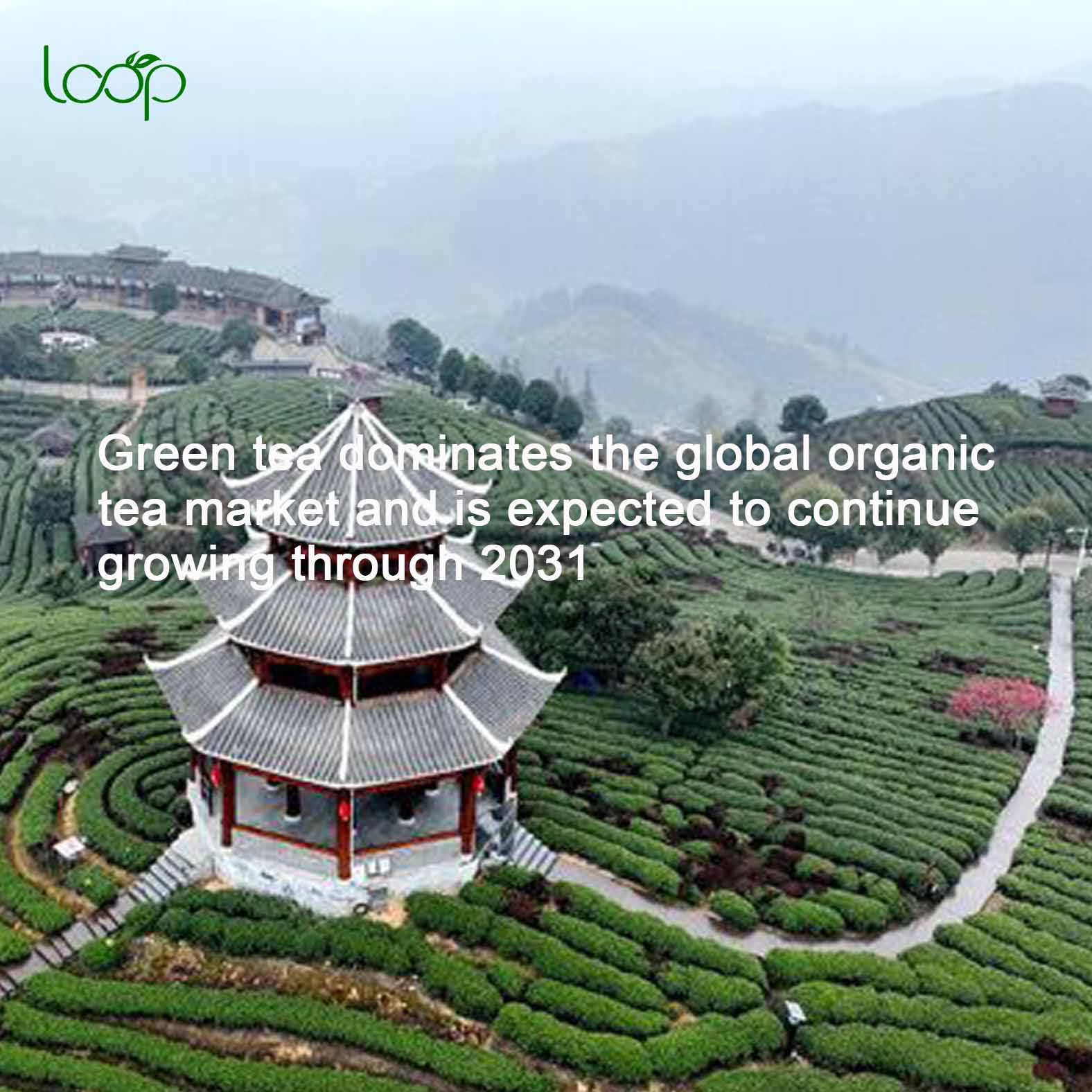 Viridis tea globalis tea organici dominatur mercatus et expectatur crescere per MMXXXI